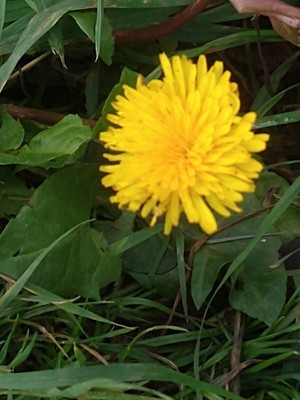 photo of Dandelion