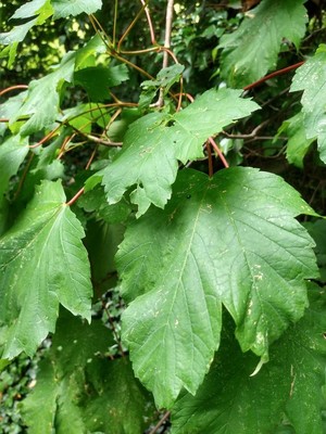 photo of Sycamore