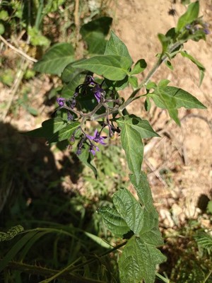 photo of Bittersweet