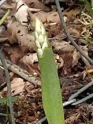 photo of Military Orchid