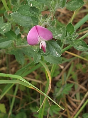 photo of Spiny Restharrow