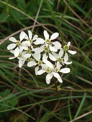 photo of Roman Pimpernel