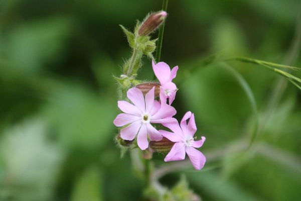 photo of Red Campion