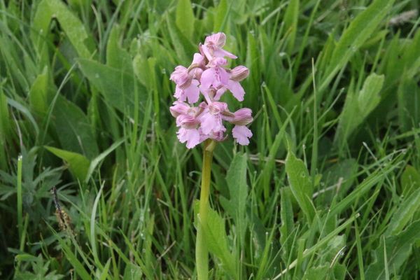 photo of Green Winged Orchid