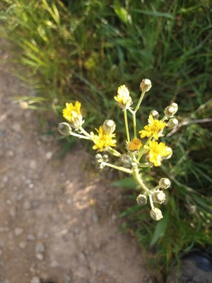 photo of Hawkweed