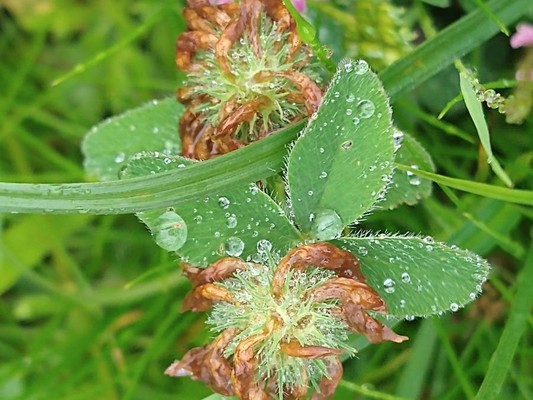 photo of Red Clover