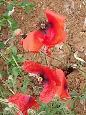 photo of Common Poppy