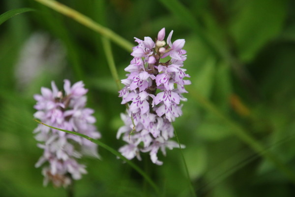 photo of Common Spotted Orchid