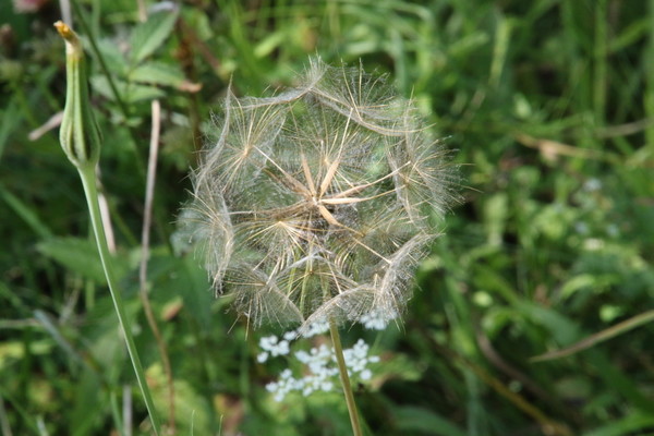 photo of Goat's Beard