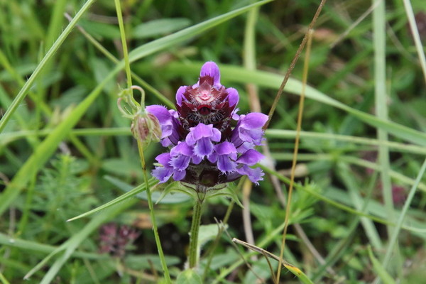 photo of Selfheal