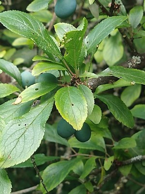 photo of Blackthorn