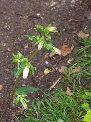 photo of Nettle Leaved Bellflower