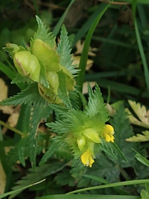 photo of Yellow Rattle