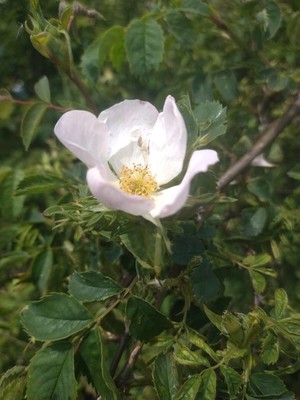photo of Common Dog Rose