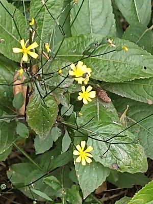 photo of Nipplewort