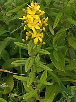photo of Hairy St John's Wort