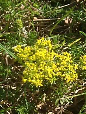 photo of Lady's Bedstraw
