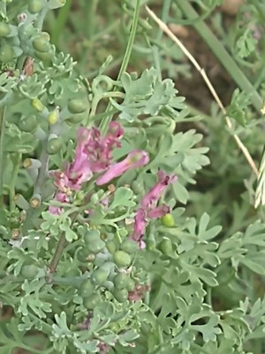 photo of Common Fumitory