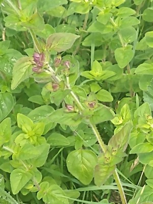 photo of Wild Marjoram