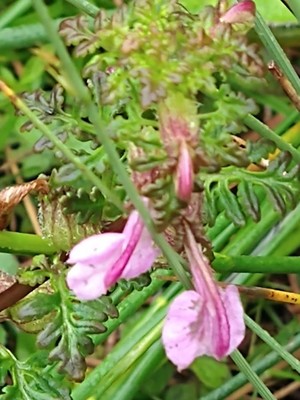 photo of Marsh Lousewort