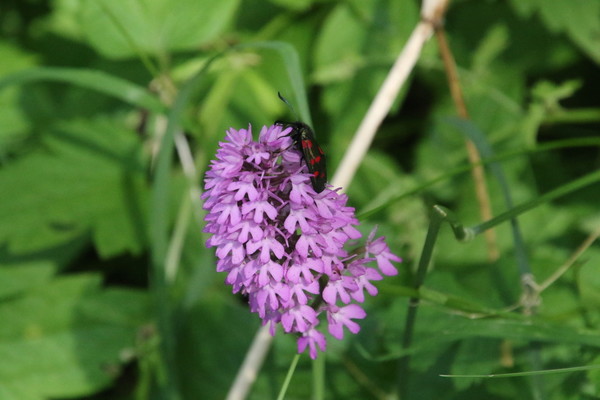 photo of Pyramidal Orchid