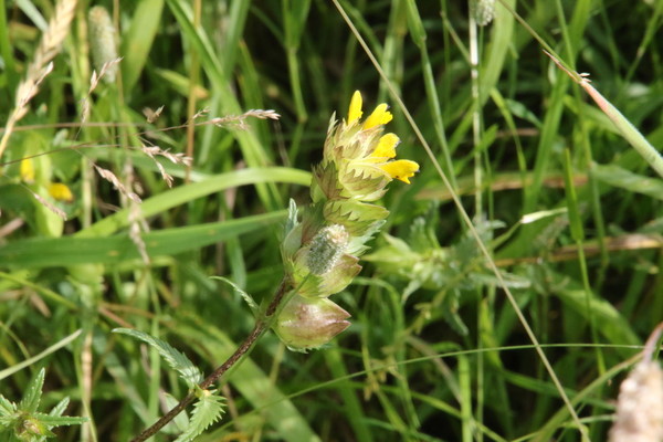 photo of Yellow Rattle