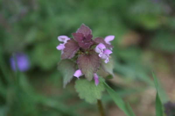 photo of Red Dead Nettle
