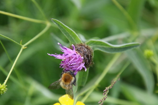 photo of Common Knapweed