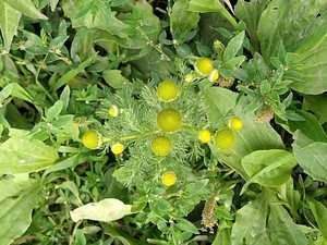 photo of Pineappleweed