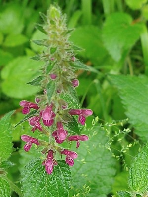 photo of Hedge Woundwort