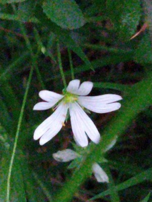 photo of Greater Stitchwort