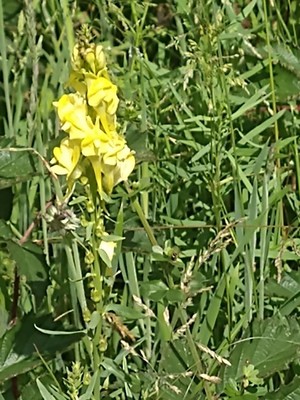 photo of Common Toadflax