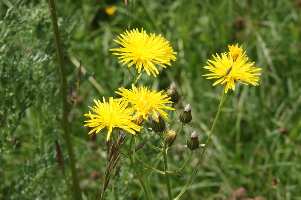 photo of Rough Hawk's Beard