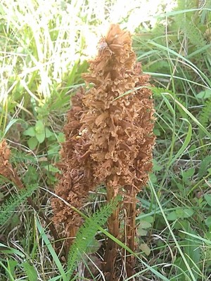 photo of Knapweed Broomrape