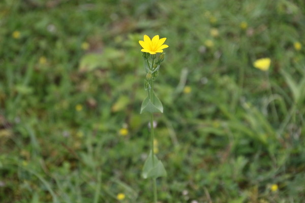 photo of Yellow Wort