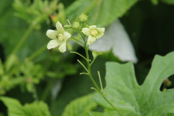 photo of White Bryony