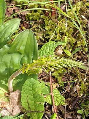 photo of Common Twayblade