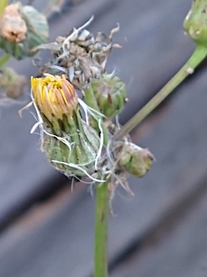 photo of Prickly Sow Thistle