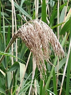 photo of Common Reed