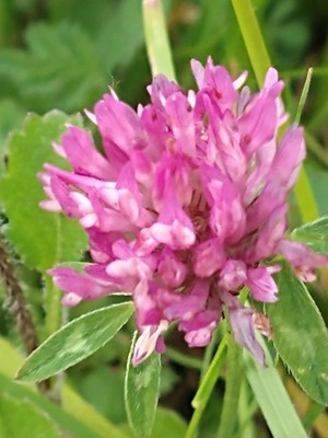 photo of Red Clover