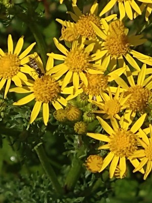 photo of Ragwort