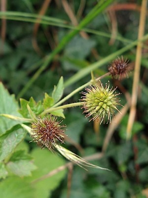 photo of Wood Avens
