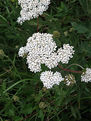 photo of Yarrow