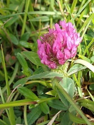 photo of Red Clover