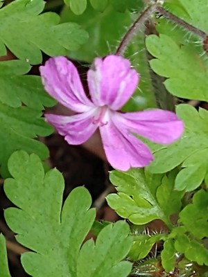 photo of Herb Robert