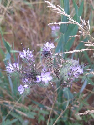 photo of Phacelia
