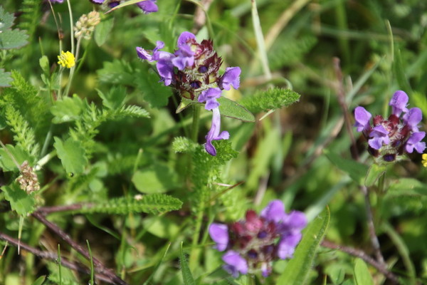 photo of Selfheal