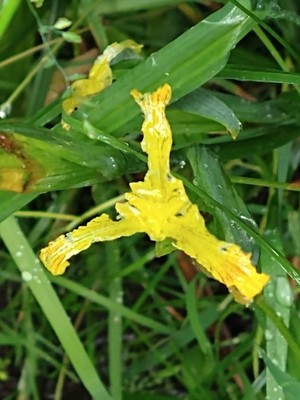 photo of Yellow Iris
