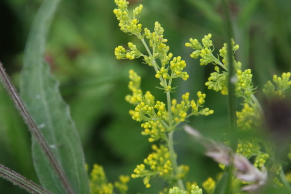photo of Lady's Bedstraw