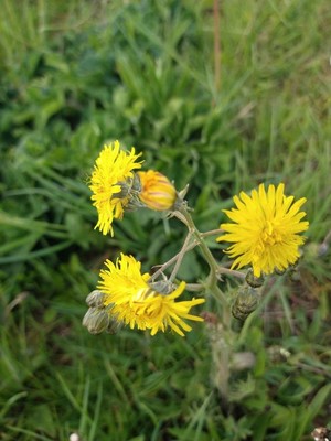 photo of Rough Hawk's Beard